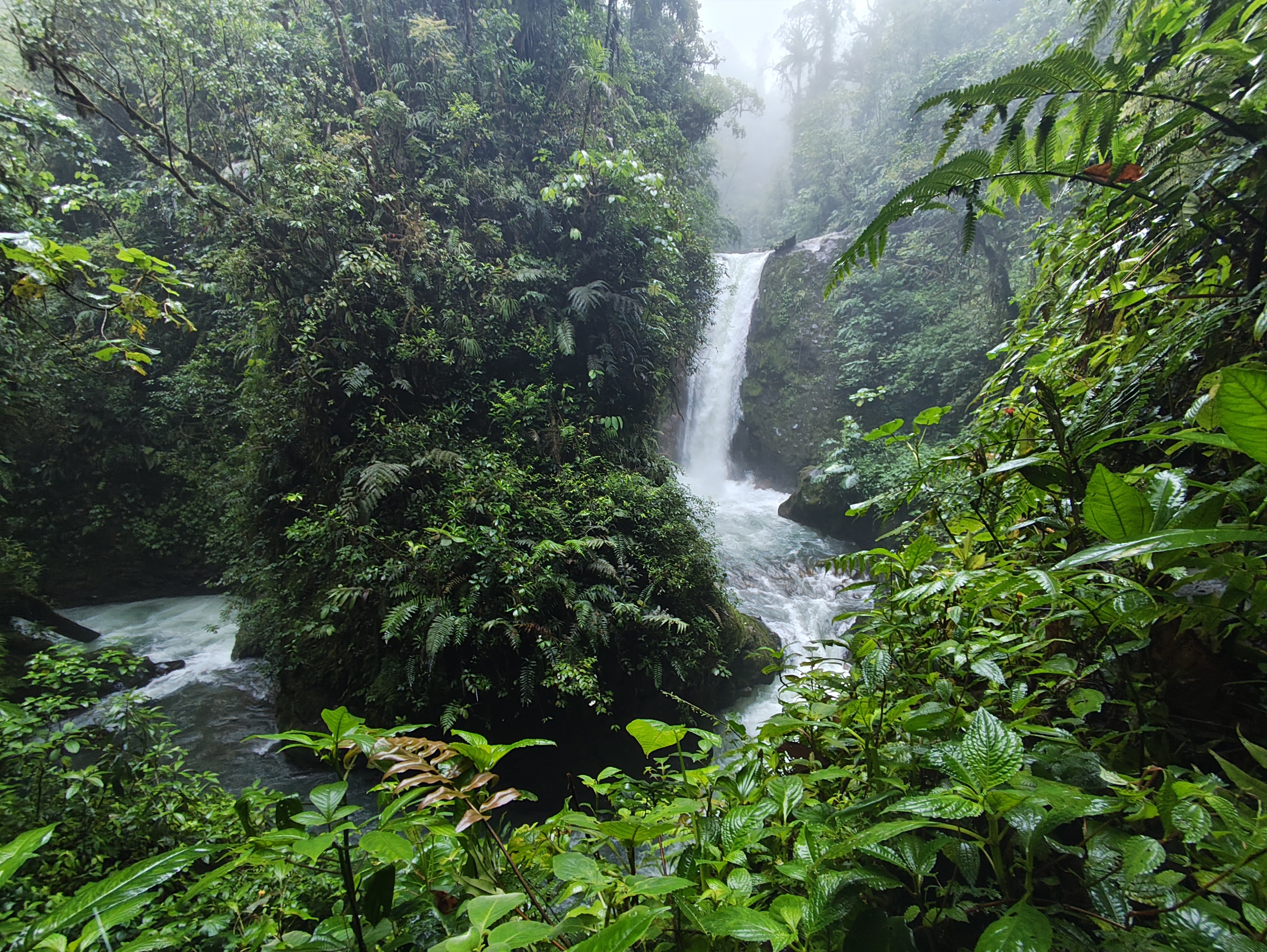Costa Rica Rainforest